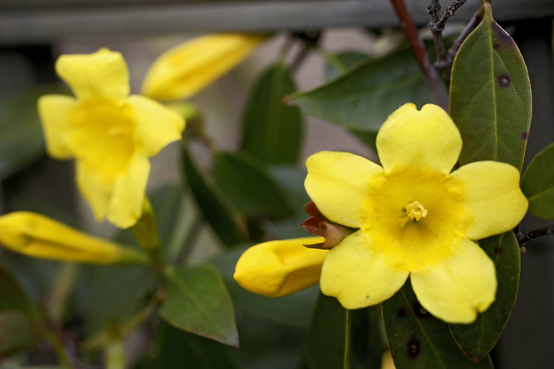 Tulsa Botanic Garden